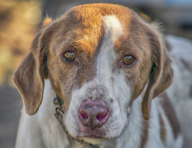 Non ci crederai ma anche il tuo tranquillo cane domestico può essere letale per le specie selvatiche