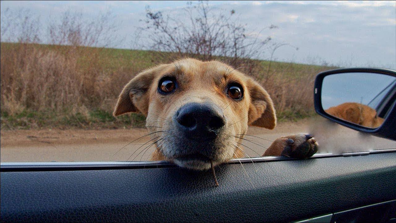 Mamma cagnolina infila testa dentro auto