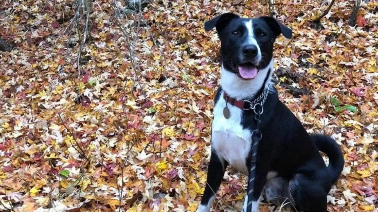 cane mangia ghiande e rischia la vita