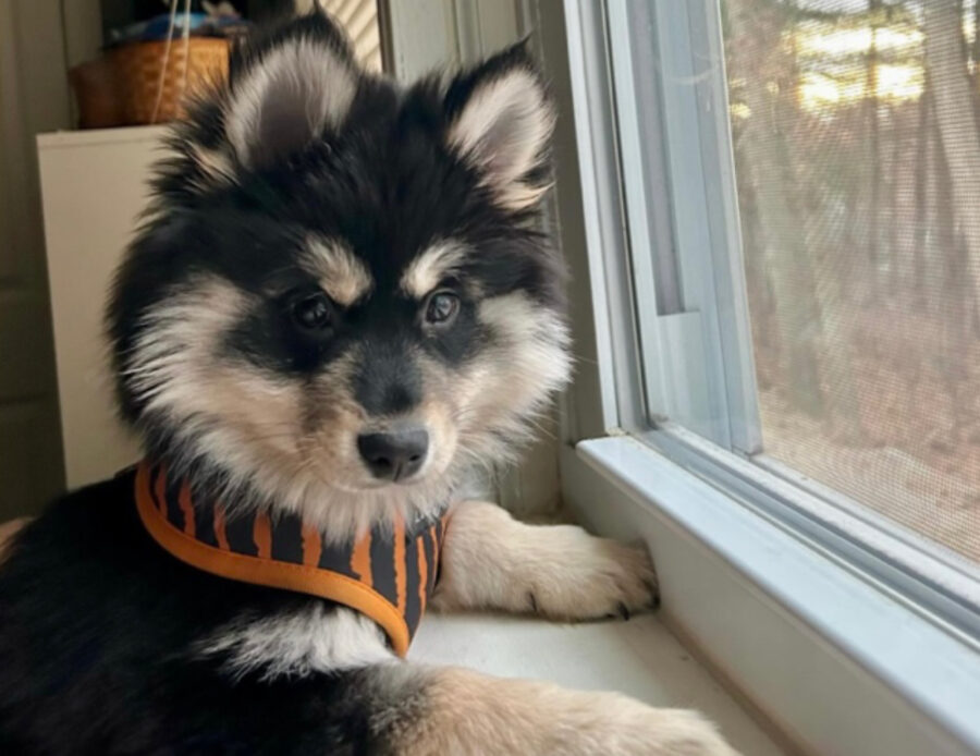 Piccoli e meravigliosi: queste 5 foto di Pomsky vi faranno conoscere una razza ibrida adorabile