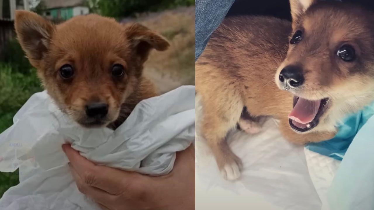 Cagnolino soccorso