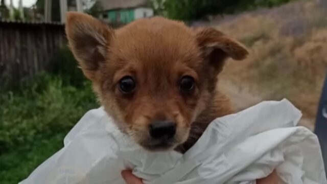 Quando lo hanno visto non credevano ai loro occhi: il cane solo e malformato se l’è cavata per miracolo – Video