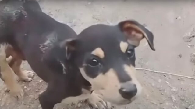 Questa cucciola di cane ha chiesto aiuto per giorni e nessuno l’ha ascoltata: ha pagato le conseguenze