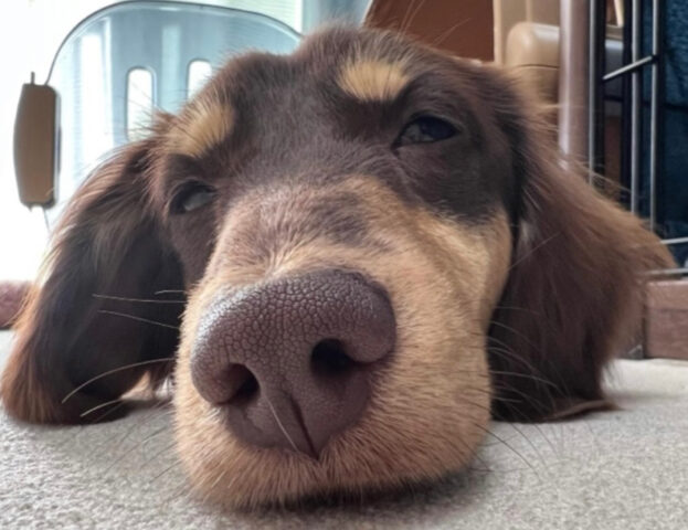 Queste foto di nasi di cani vi riempiranno di allegria: basta vedere per crederci