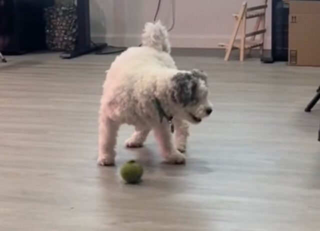 Questo cane ha perso gli occhi, ma dopo essere stato adottato ha ritrovato la voglia di giocare