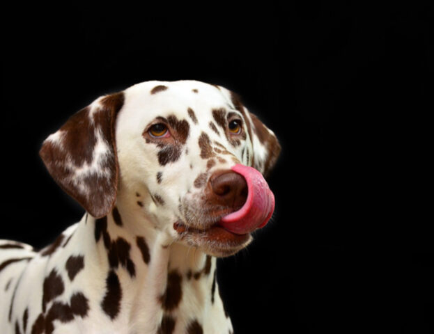 Sarà vero che possedere un cane ti fa inquinare quanto avere un automobile?