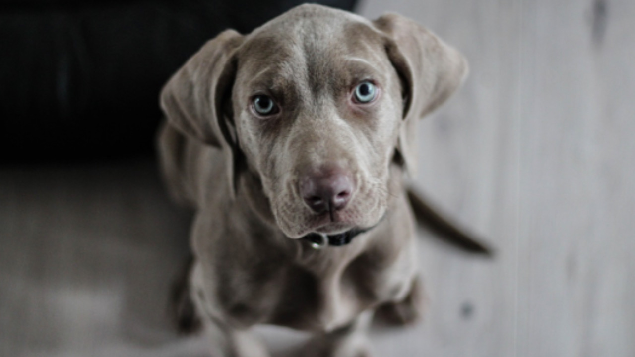 Cane guarda avanti