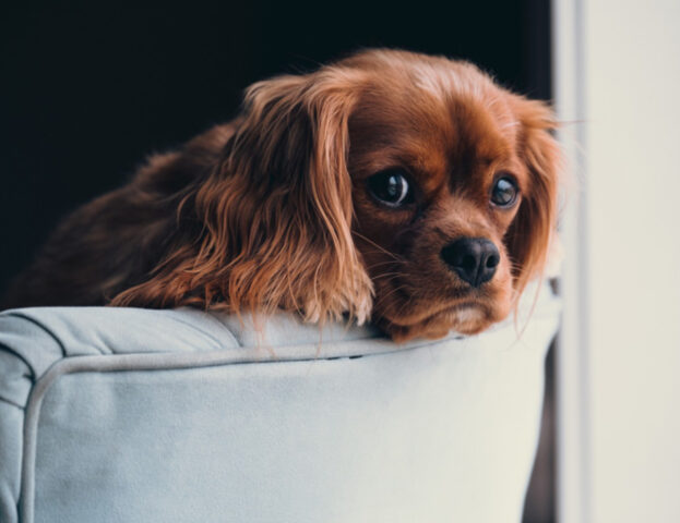 Se hai un cane in casa questi sono i motivi per cui dovresti evitare di usare candeggina e ammoniaca