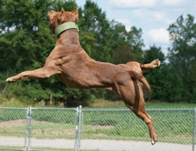 Sembra che stiano volando: queste 5 foto di cani intenti a saltare sono tutte da vedere