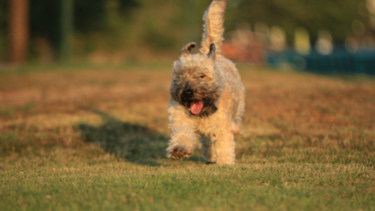 Cane corre sereno