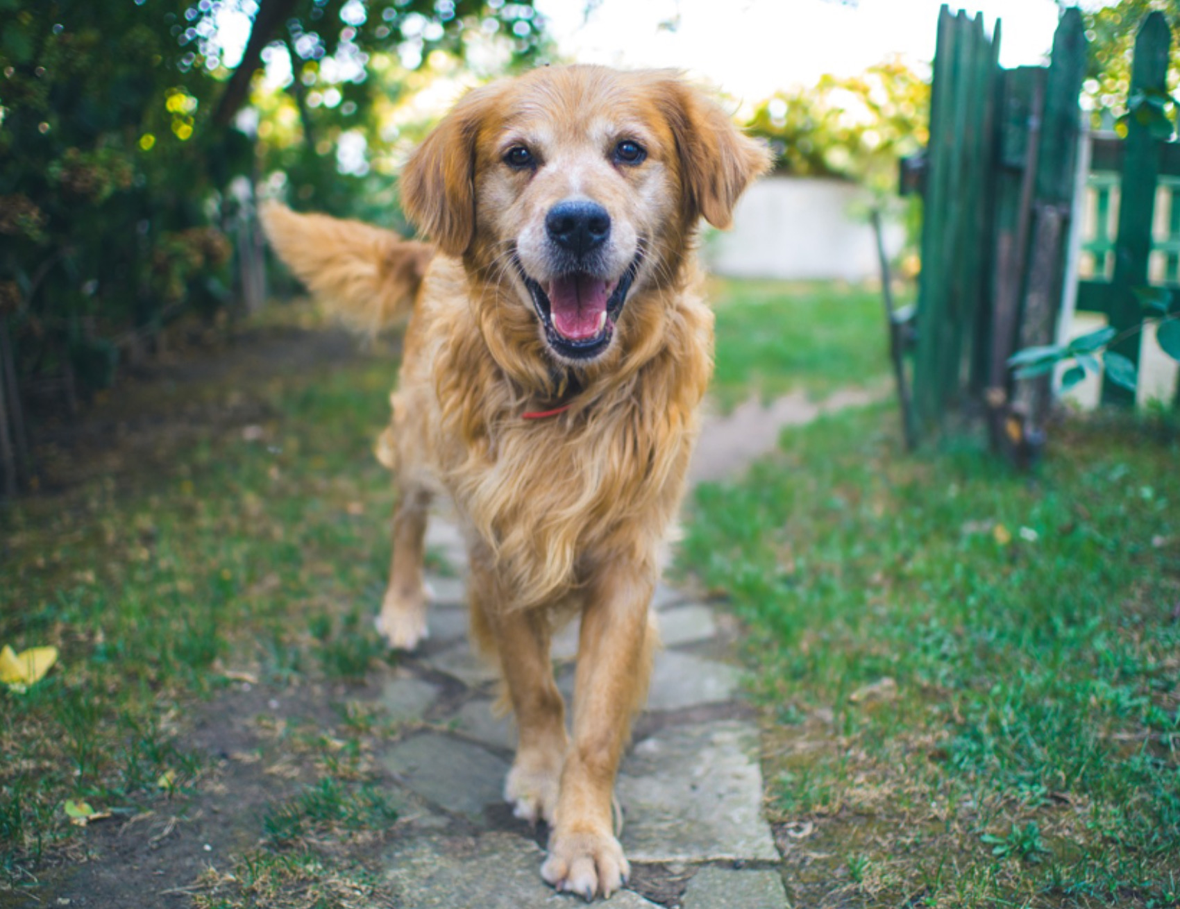 Cane cammina