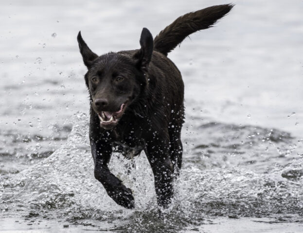 Sì, degli studiosi ci hanno spiegato perché ci piace così tanto vedere scodinzolare i nostri cani