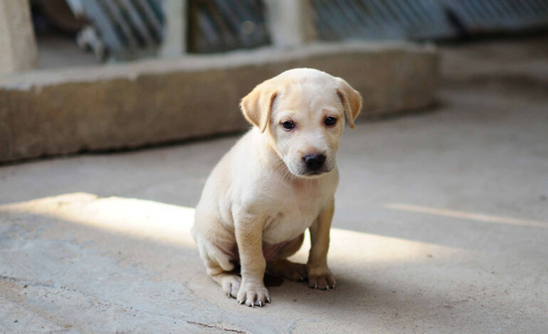 sanzioni per ladri cani e gatti