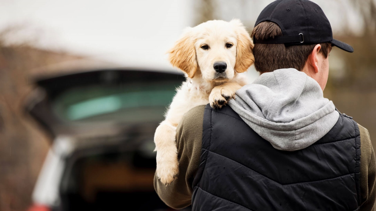 sanzioni severe per furto cani e gatti