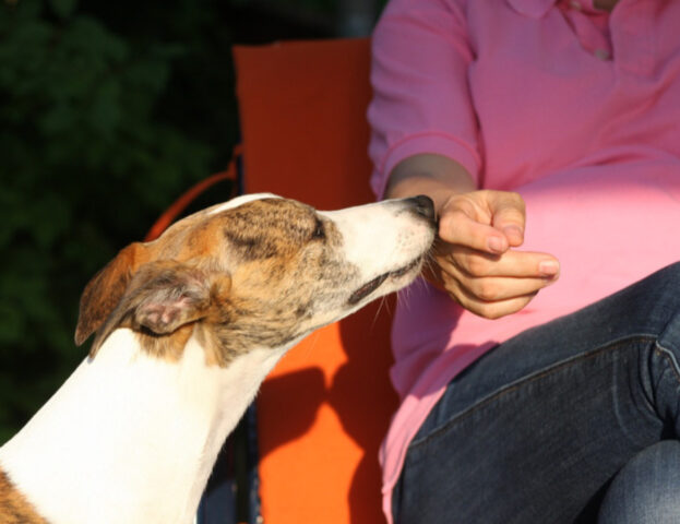 Sì, questi sono i motivi per cui il tuo cane non capisce le cose che gli stai indicando