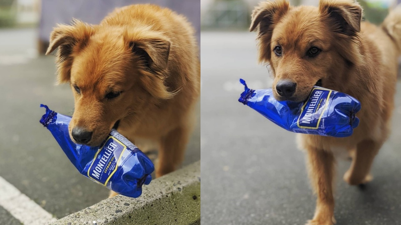 cane che raccoglie plastica per lavoro
