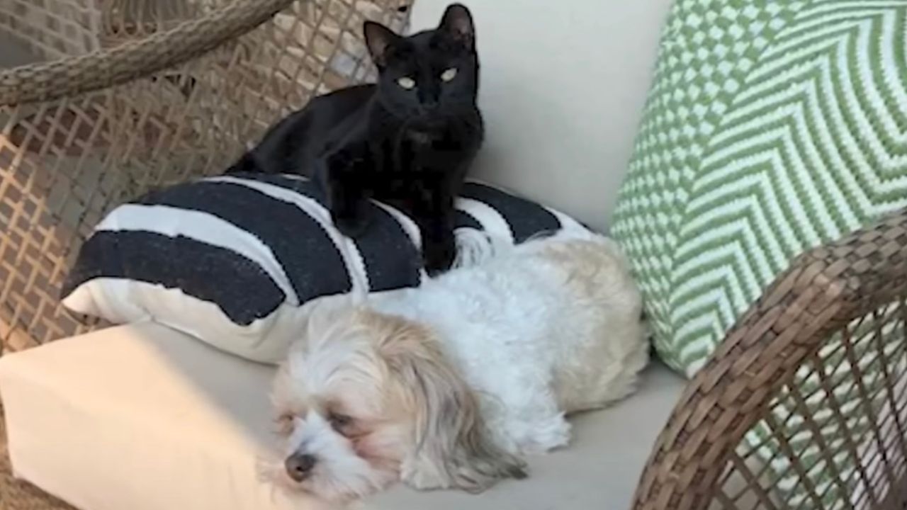 Cane e gatto fratelli adottivi