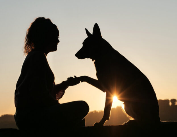 Sì, un nuovo studio dice che vivere con un cane aiuta a migliorare la tua memoria