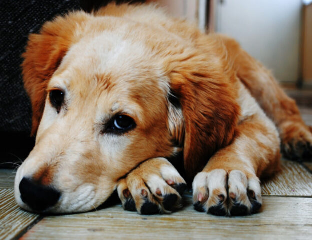 Smettete di fumare: se non volete farlo per voi, forse dovete scoprire perché farlo per il vostro cane