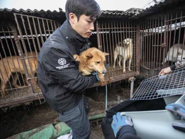 Stop al commercio di carne di cane in Corea: chi prova a venderla rischia (finalmente) la galera