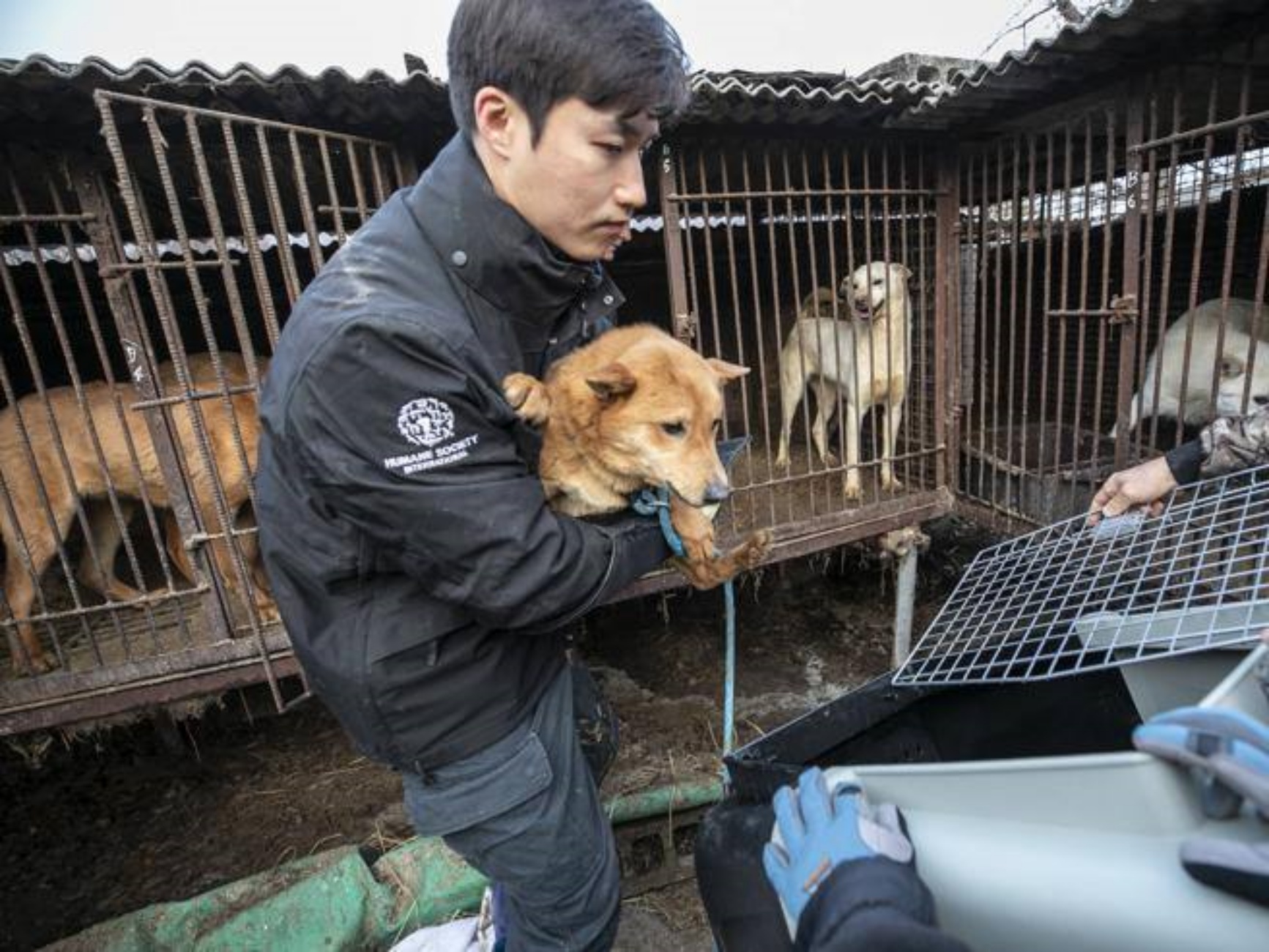 Corea: arriva lo stop al commercio di carne di cane
