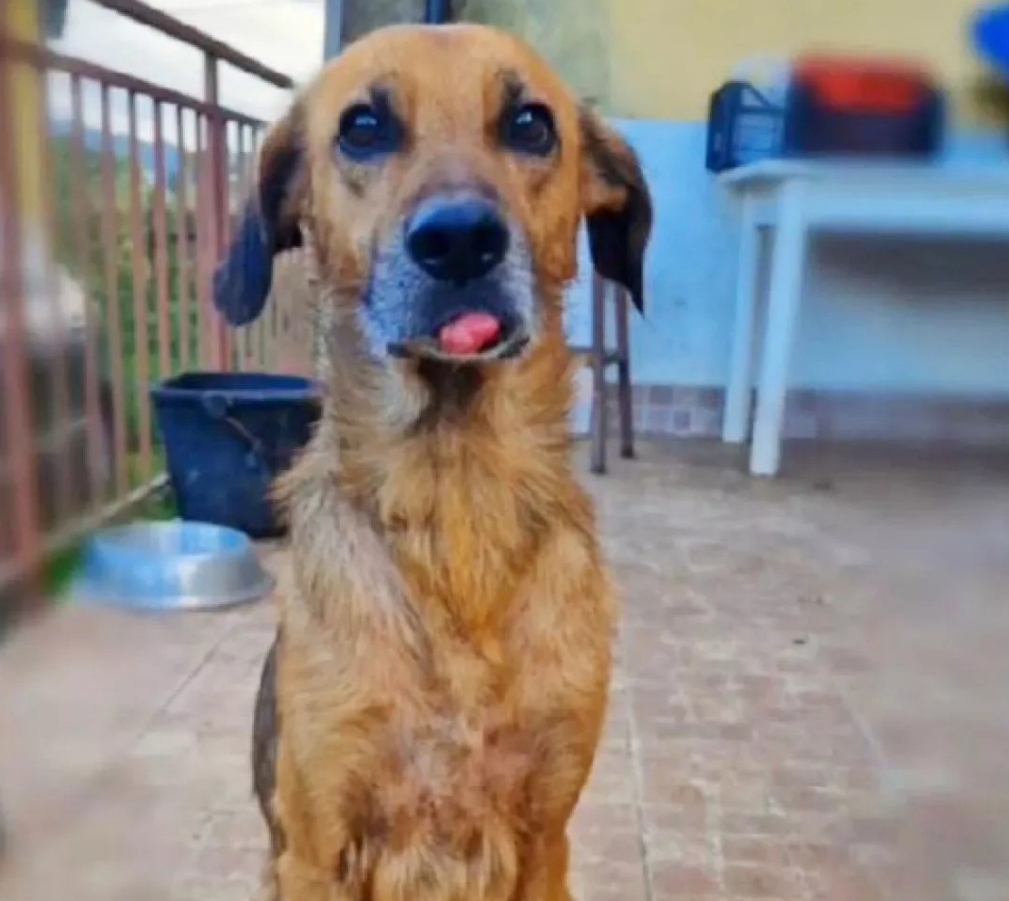 cagnolino