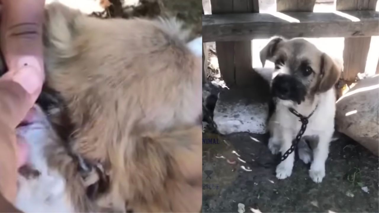 Cucciolo di cane maltrattato