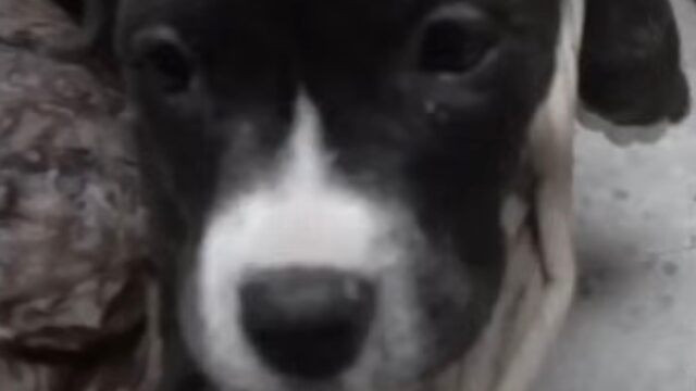 Una storia che ha lasciato tutti di stucco: la sofferenza di questi due cuccioli di cane per la cattiveria umana è stata troppa – Video