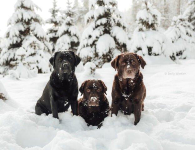 Uno solo non basta: le foto di queste famiglie di cani vi faranno voglia di adottarne ancora