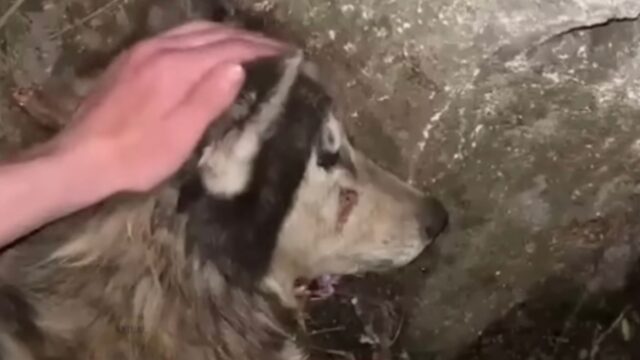 Urlava di dolore sul ciglio della strada, aspettando qualcuno che lo salvasse: il cane voleva speranza