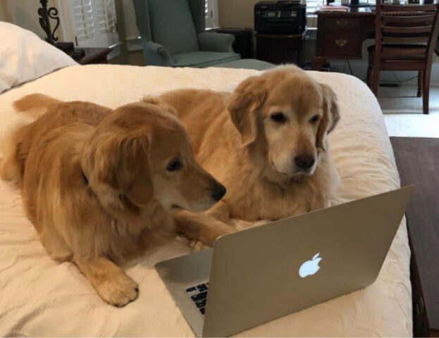 Veri professionisti digitali: queste 5 foto di cani al computer ti faranno venire voglia di lavorare con loro