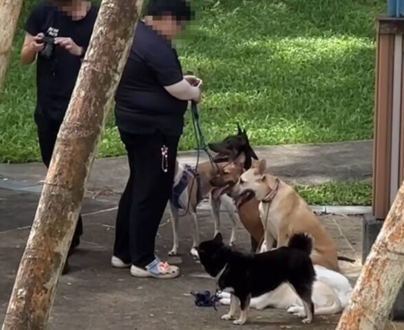 Addestratori cinofili maltrattano i cani, spingendoli e colpendoli: l’azienda li sospende