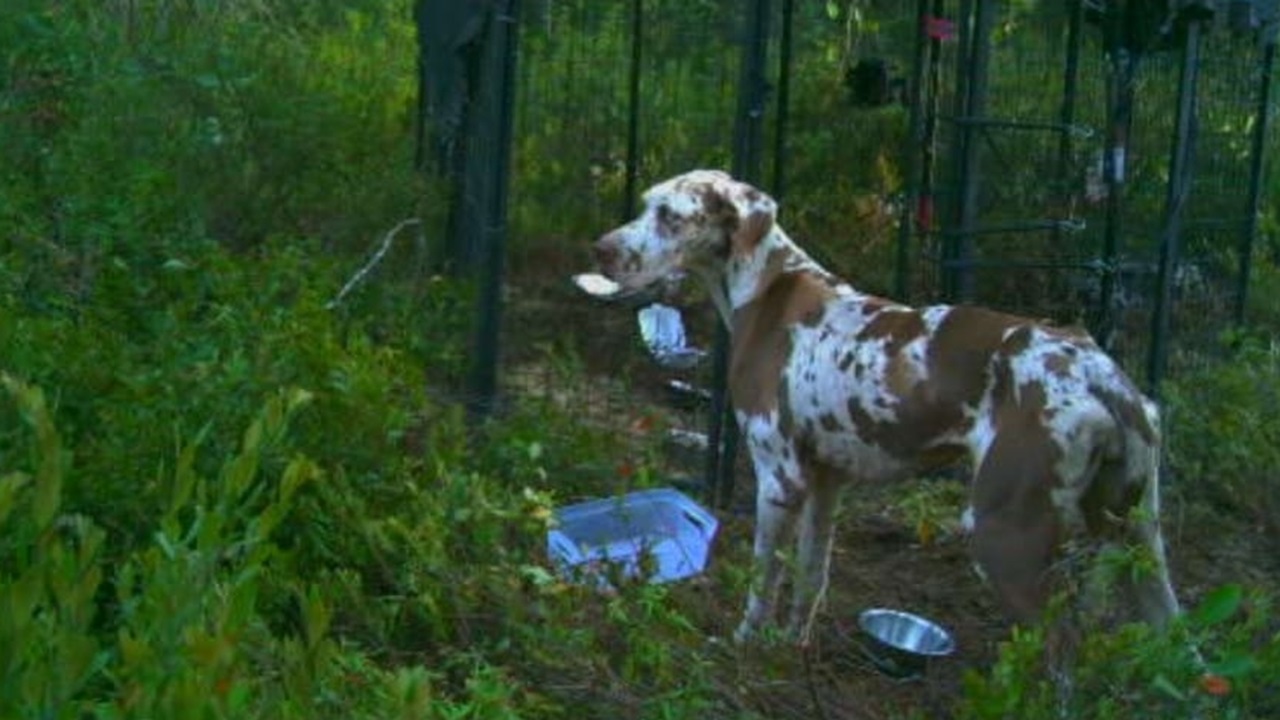 Cane di razza Alano scomparso