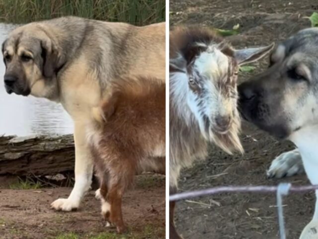 Se volete divertirvi, scoprite qual è la differenza tra cani da guardia e cani da pastore in fattoria