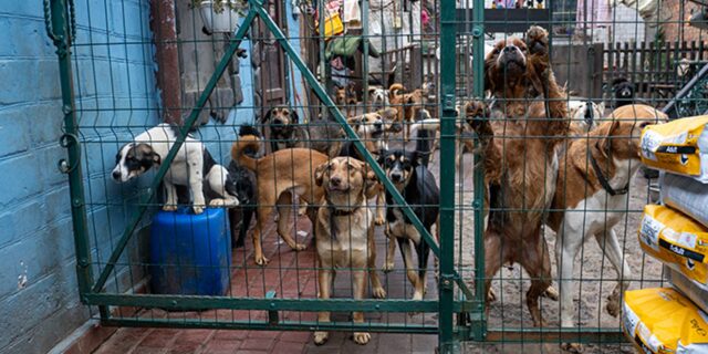 Gli animali domestici senza casa in Ucraina hanno bisogno del nostro aiuto