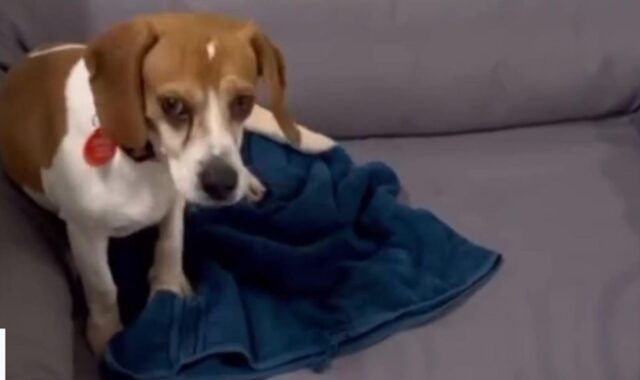 Beagle salvato da un laboratorio di ricerca dorme per la prima volta in una cuccia
