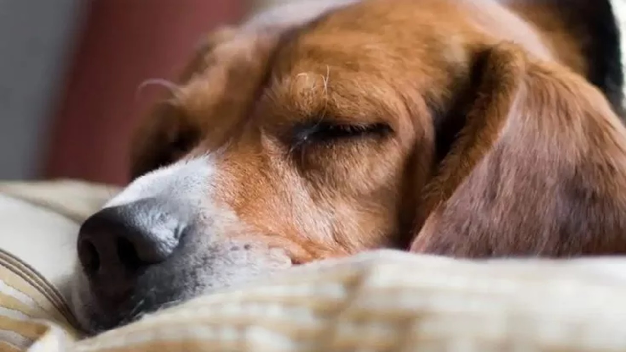 Beagle salvato dorme