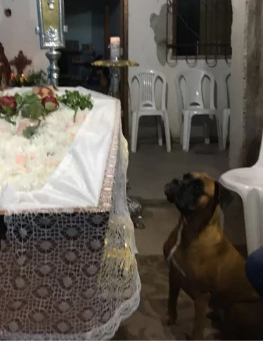 cagnolina ad un funerale