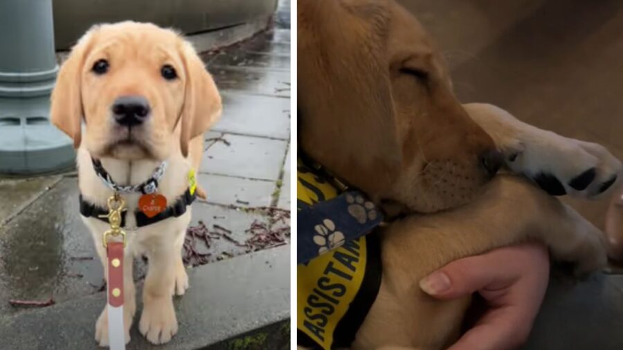 cane che guarda l'obiettivo