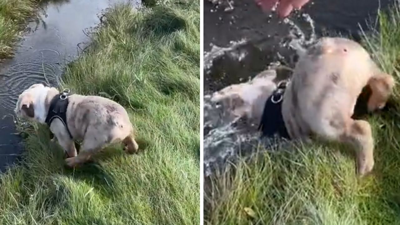 cagnolino con pettorina