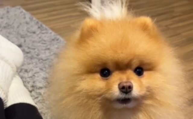 Potrete anche non crederci ma questo Pomerania sta veramente chiacchierando con la sua mamma umana (VIDEO)