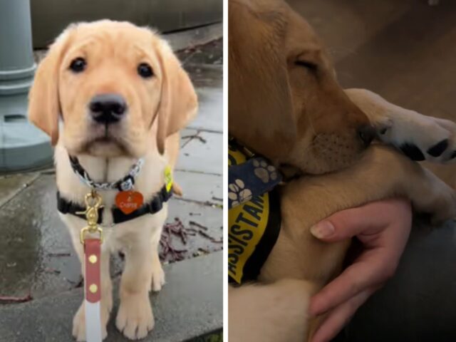 Il cucciolo di cane si prepara al primo giorno di scuola e il suo mood scioglie i cuori di chi guarda