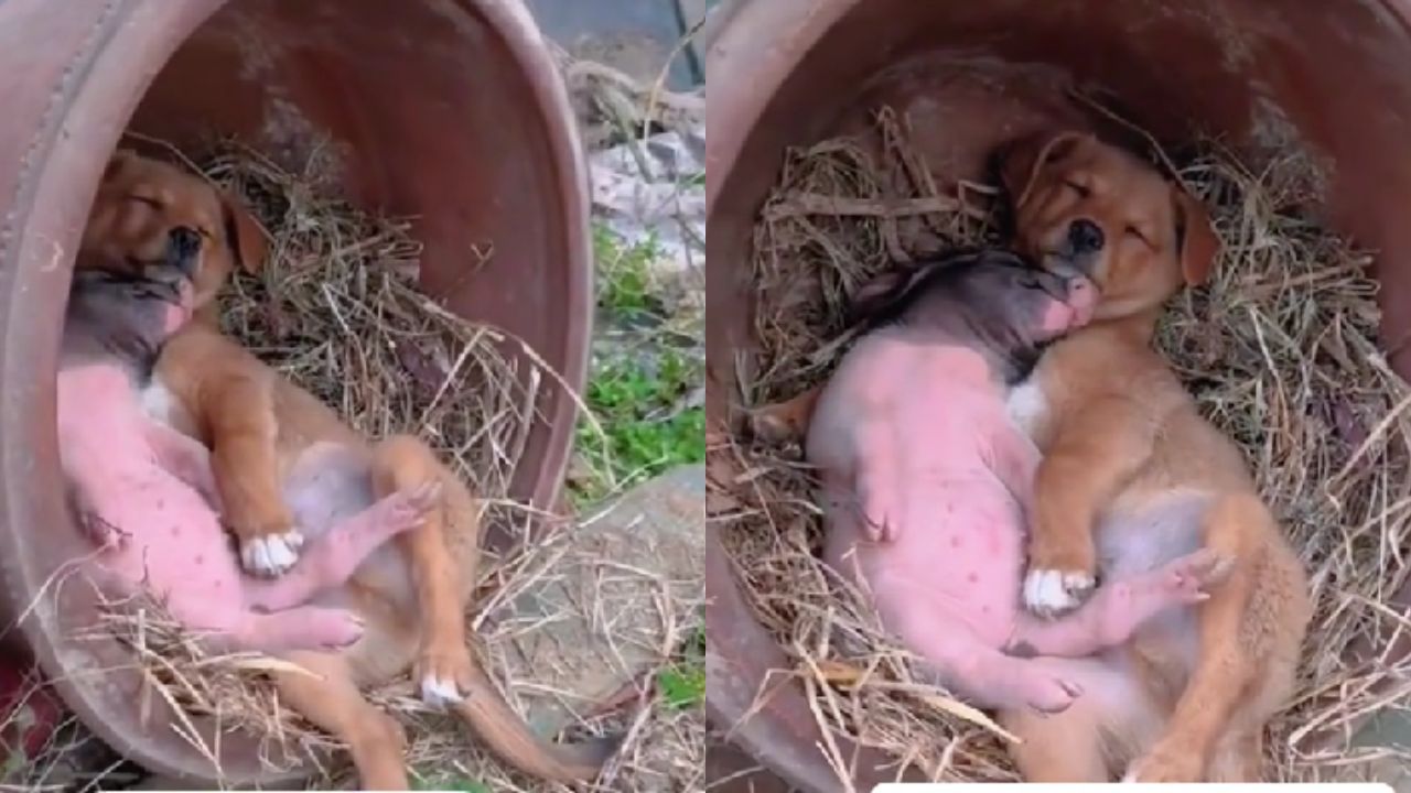 cagnolino e maialino dormono