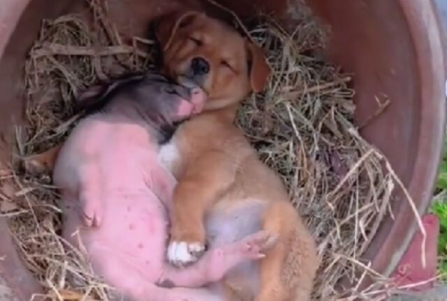 Li hanno beccati: cane e maialino sono stati colti sul fatto mentre dormivano beati