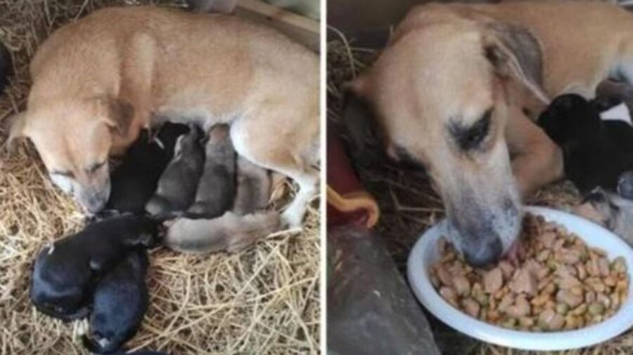 un cane con i propri cuccioli