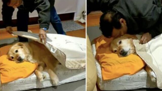 L’uomo che non voleva il cane adesso va tutte le notti a metterlo a letto (e a rimboccargli le coperte)