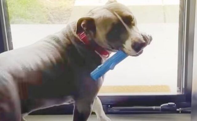 Il giocattolo blu di questo cane ha un preciso significato e lo aiuta a farsi notare (e capire)