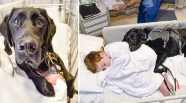 Il cane fedele non vuole saperne di lasciare il bimbo autistico: sono e resteranno sempre migliori amici