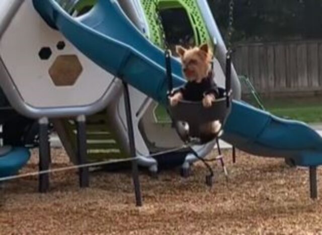 Sì, questo Yorkshire Terrier vuole davvero essere spinto sull’altalena come se fosse un bambino