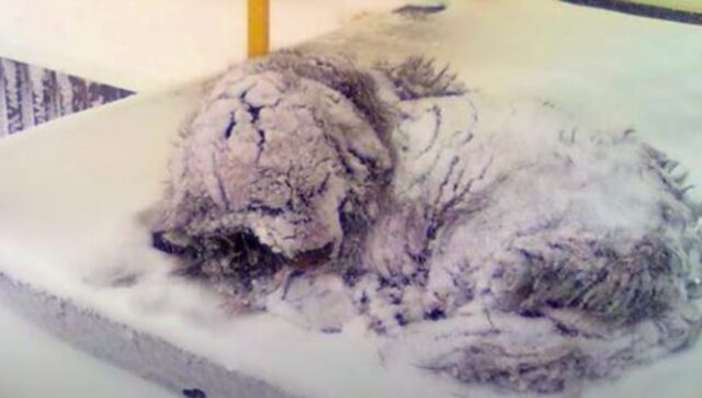 Mentre i suoi segni vitali rallentavano, il cane coperto di neve ha sentito dei passi dirigersi verso di lui